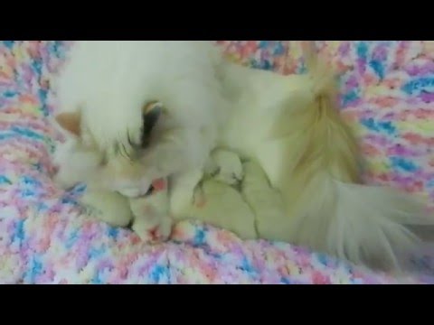 1 Week Old Kittens with their Mom Shaylee 2016