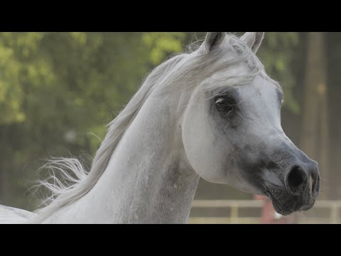 ⚜️ PIRENO ⚜️ (Shanghai E.A. x Pirana K.A. / QR Marc), 2022 PRIDE OF POLAND