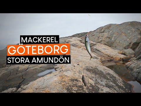 MACKEREL FISHING in Göteborg – Stora Amundön