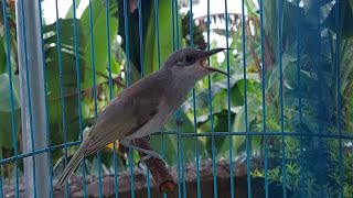 Download lagu Masteran Cucak Kombo Isian Tembakan Ciblek Dan Isian Kunti Pas Buat Masteran Burung Lomba mp3