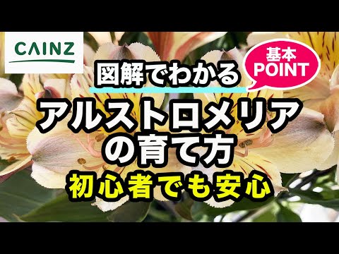 ススキの管理方法は？エレファントグラスの植え方、剪定、肥料のやり方に関するヒント  庭園