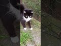 SHORTS Tuxedo Cat Salutes And Runs Very Fast
