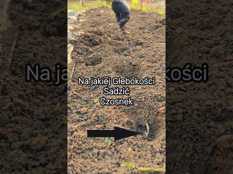 Sadzenie Czosnku – Kluczowe Wskazówki 🧄
