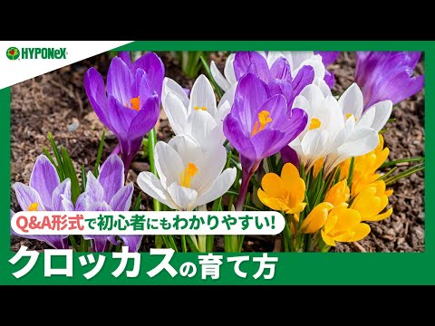 秋のクロッカス 植物