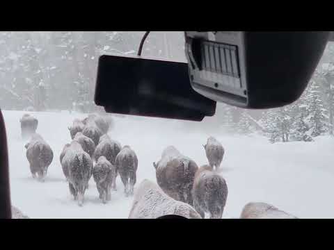 Herd of Snowy Bison Surround Bus