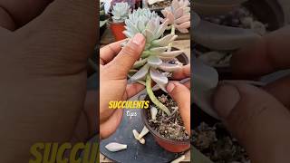 Download lagu The FAST TRACK to Growing Succulents Like a Pro in No Time mp3