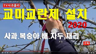 [과실의 적 ! 순나방] 순나방.심식나방.다 파먹어요 ㅠ.교미교란제의 효과적  설치 방법