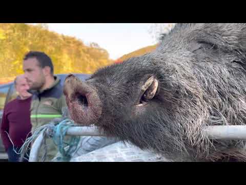 ¡¡¡Estreno de JABALINEROS domingo 17 de abril a las 19:30!!!