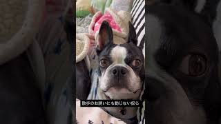 私犬に嫌われてるのかな #ボストンテリア