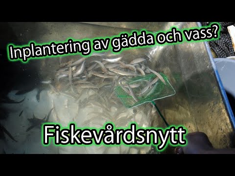 Fiskevårdsnytt - Utplantering av gädda och vass?