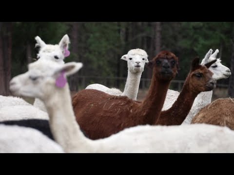 Huson couple rescues 50 alpacas - YouTube
