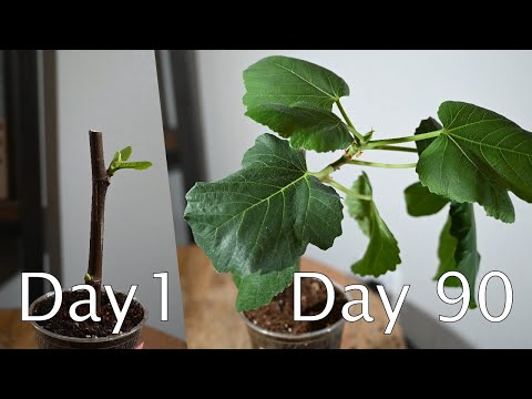 How Fig Trees Grow | Fig Cutting 3 Month Time-Lapse