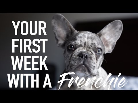 Your First Week With A Frenchie | French Bulldog | Introducing DONUT