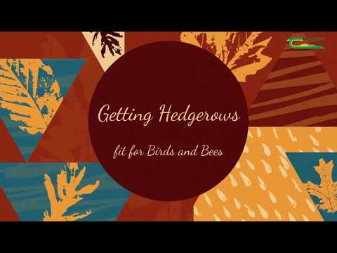Getting Hedgerows Fit For Birds And Bees