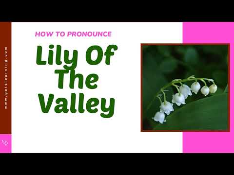 How to Say Lily Of The Valley in British English