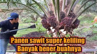 Download lagu Panen sawit super keliling || banyak banget buahnya mp3