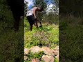 Curry plant in swales ( Permaculture )