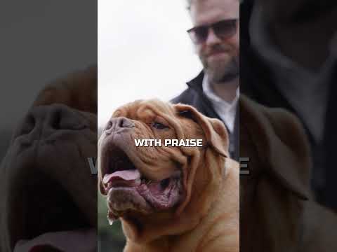 What To Do If Your Dog Isn’t Food Motivated!