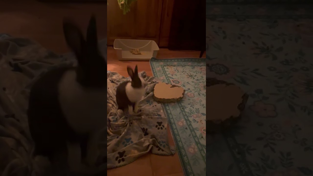 Woozy and Rosie: Their Story, a Adoptable Dutch in Charlotte, NC video 6/6