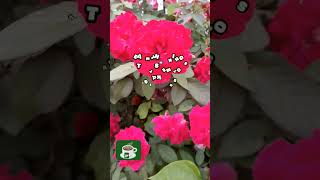 Download lagu iF mp3