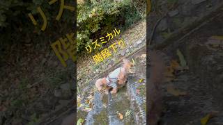 【しゃくれ犬クレール】 外では勢いよく階段を下りれるのに家の階段は下りられないトイプードル 【犬の日常】