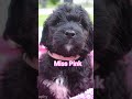 Goldendoodle dogs for sale: Miss Pink - Video 2