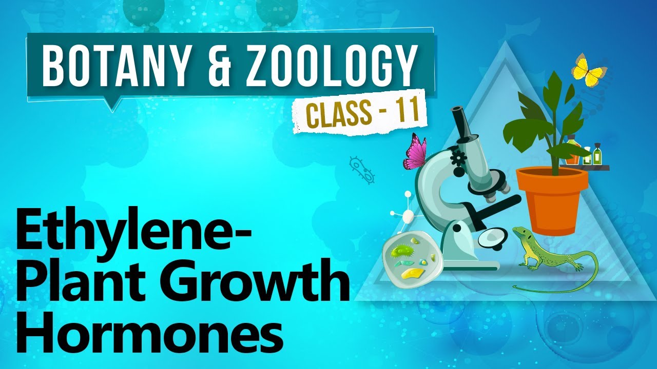 Ethylene - Plant Growth Hormones - Plant Growth and Development - Biology Class 11