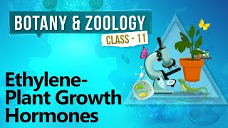 Ethylene - Plant Growth Hormones - Plant Growth and Development - Biology Class 11