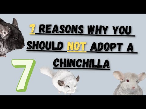 7 Reasons Why You Should Not Adopt A Chinchilla