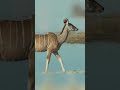 Graceful Kudu — Calmly Crossing the Water’s Edge | Peaceful_Tranquil