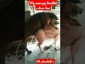 Pig Breeding