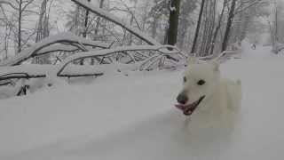 preview picture of video 'Dog running in snow - slow motion'