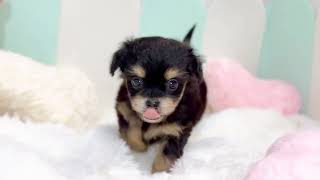 ハーフ犬の動画01