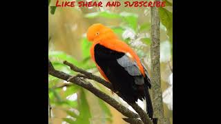 Download lagu cuit parrot video#video#short#birds #ep5 mp3 Download lagu cuit parrot video#video#short#birds #ep5 mp3