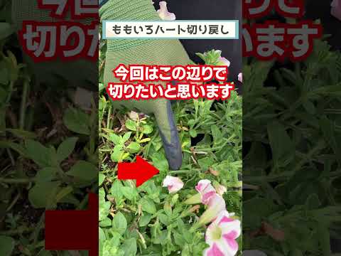 園芸 ハートの連鎖