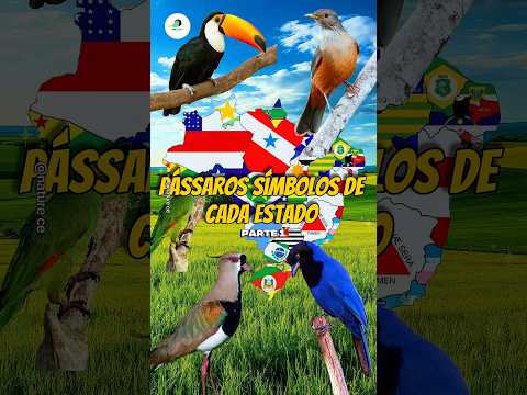 Passaros símbolo de cada estado. #passaros#curiosidades #riograndedosul #saopaulo #ceará
