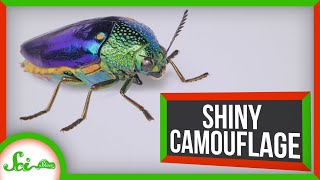 These Beetles Are Bright and Shiny… For Camouflage