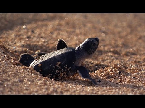 Green Turtle's Battle for Survival | Planet Earth | BBC Earth