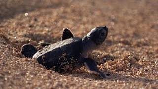 Green Turtle&#39;s Battle for Survival | Planet Earth | BBC Earth