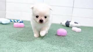 ハーフ犬の動画01