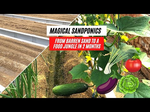 Sandponics Magic - From Barren Sand to Luscious Food Jungle in 2 Months : 2022