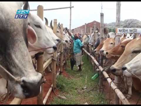 কোরবানীর পশুর বর্জ্য অপসারণকে চ্যালেঞ্জ হিসেবে দেখছে ঢাকার দুই সিটি করপোরেশন