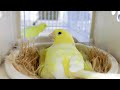How I Breed Canaries Mistakes That Can Destroy Your CANARY BREEDING SEASON