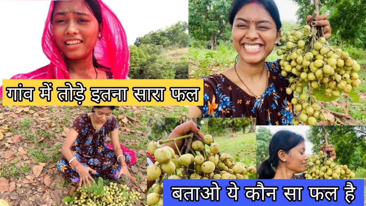 गांव में तोड़े इतना सारा फल || बताओ ये कौन सा फल है ||