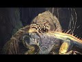 12 Minutes of a Monster Hunter: World Deviljho Hunt