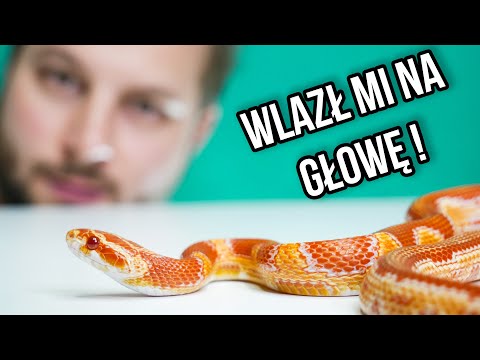 CIEKAWOSTKI O HODOWLI WĘŻA ZBOŻOWEGO W DOMU