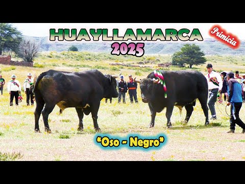 Pelea de Toros HUAYLLAMARCA 2025 -"Negro- Oso". (Video Oficial) de ALPRO BO.