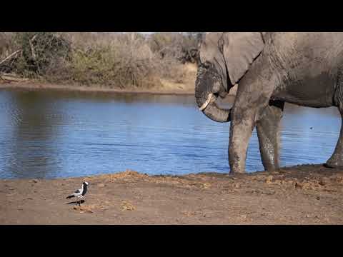 RHULANI MINUTE SAFARI - Blacksmith Lapwing & Elephant