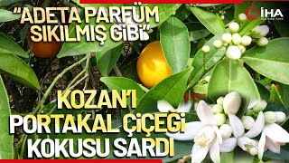 Çiçekler Açtı Tüm Bölgeyi Aynı Koku Sardı