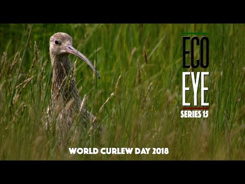The Curlews Last Call  (Plight of the Curlew) EE15 EP2